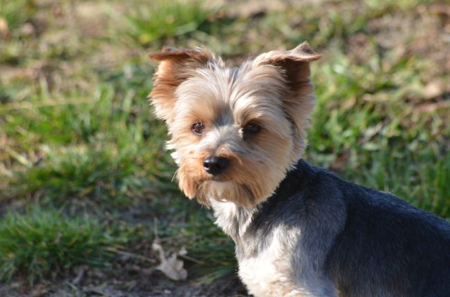 jakie ubranka dla yorka?