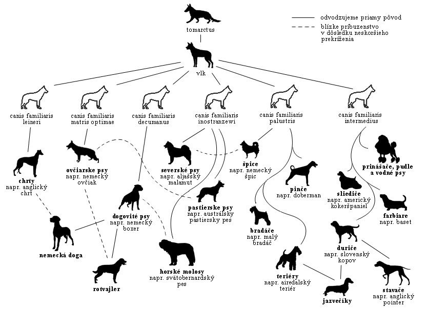 drzewo genealogiczne psa