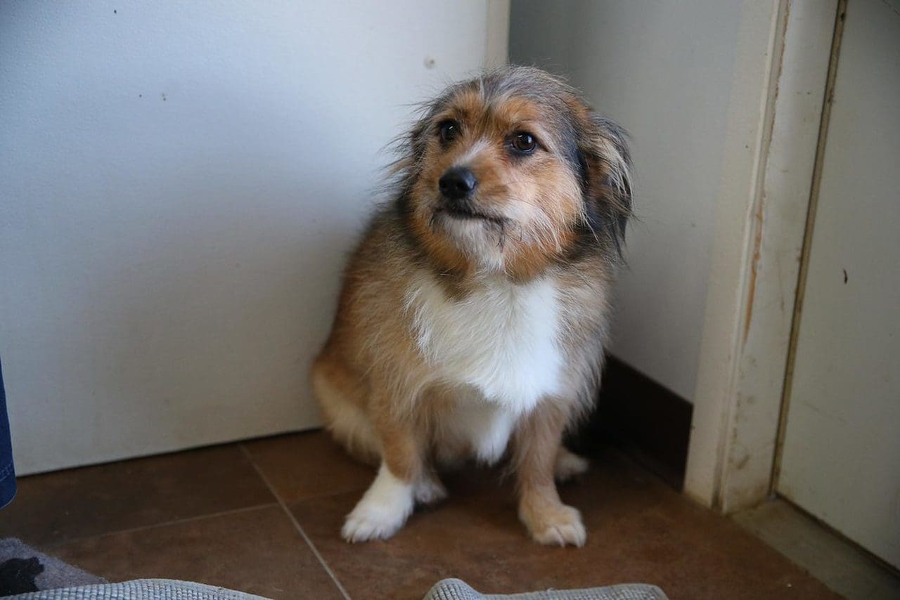 Czego się boją psy?