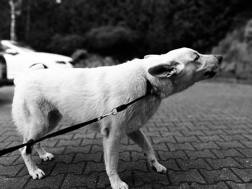 Reaktywność smyczowa