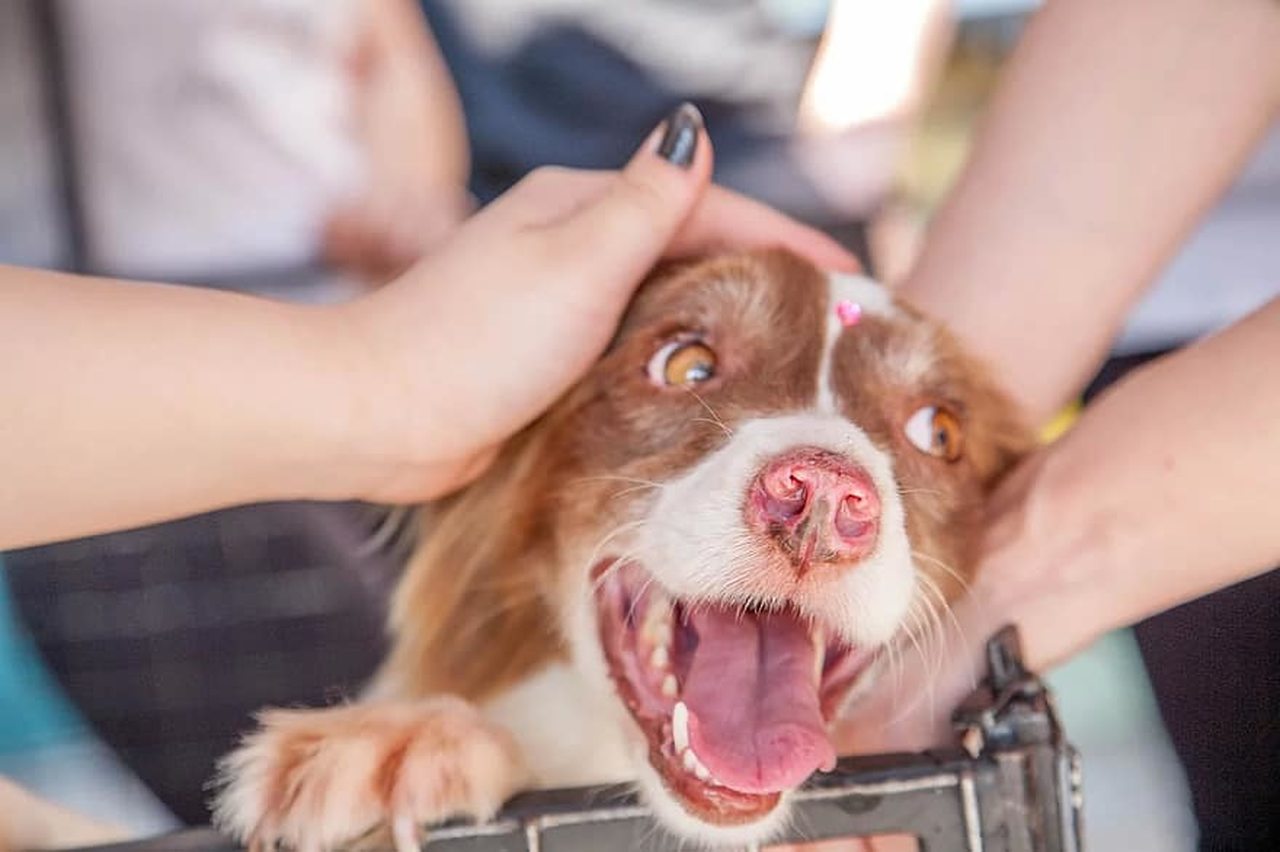 Ubezpieczenie dla psa