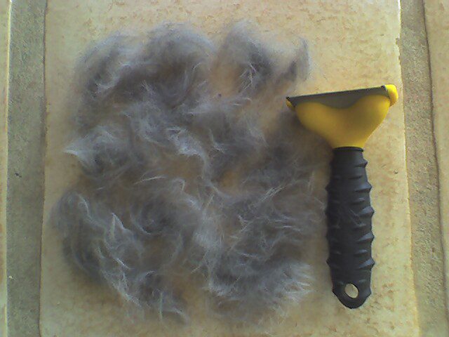 Sierściuch coś zgubił