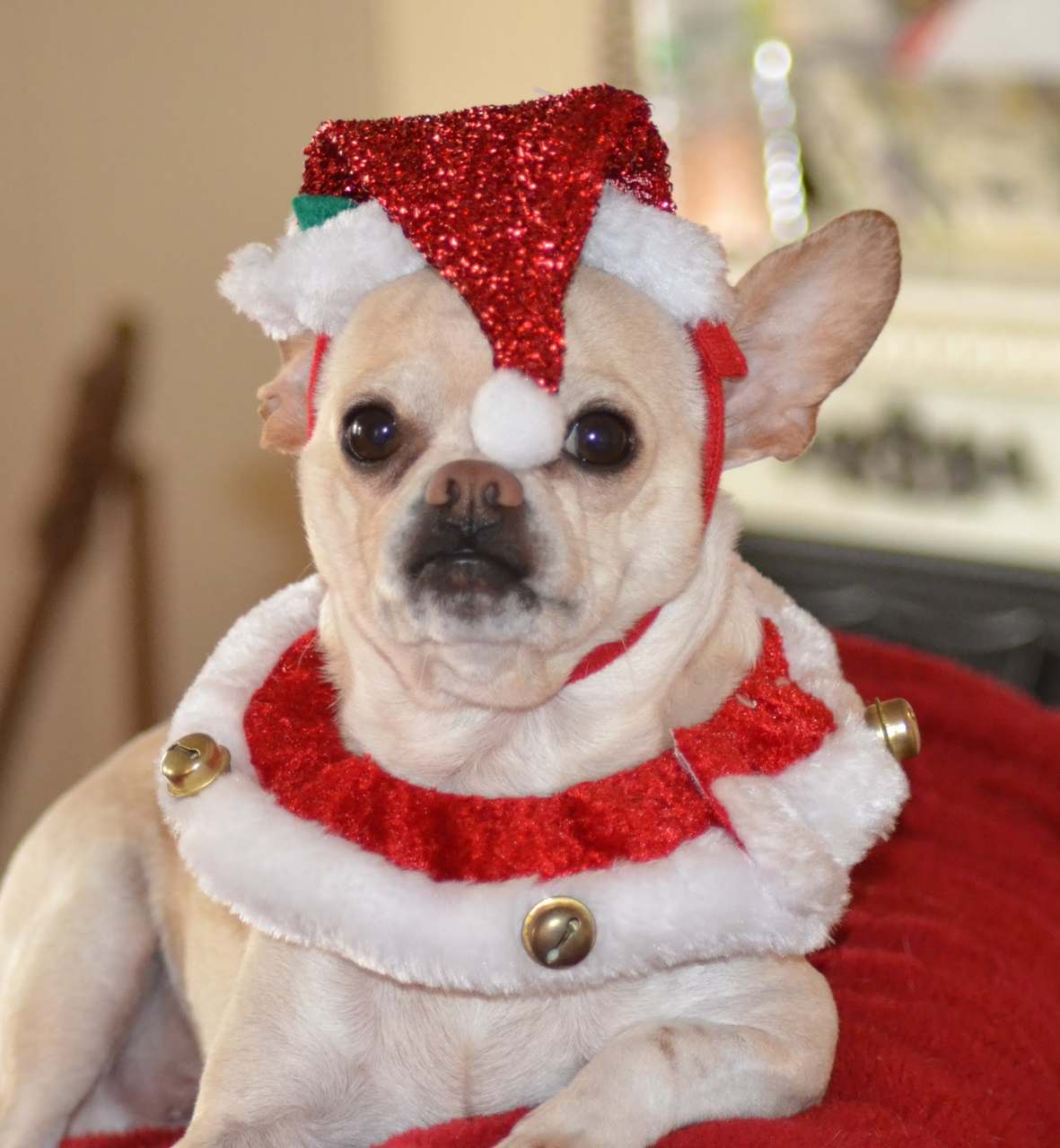 pies w przebraniu mikołaja