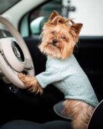 Sweter dla psa Gianni