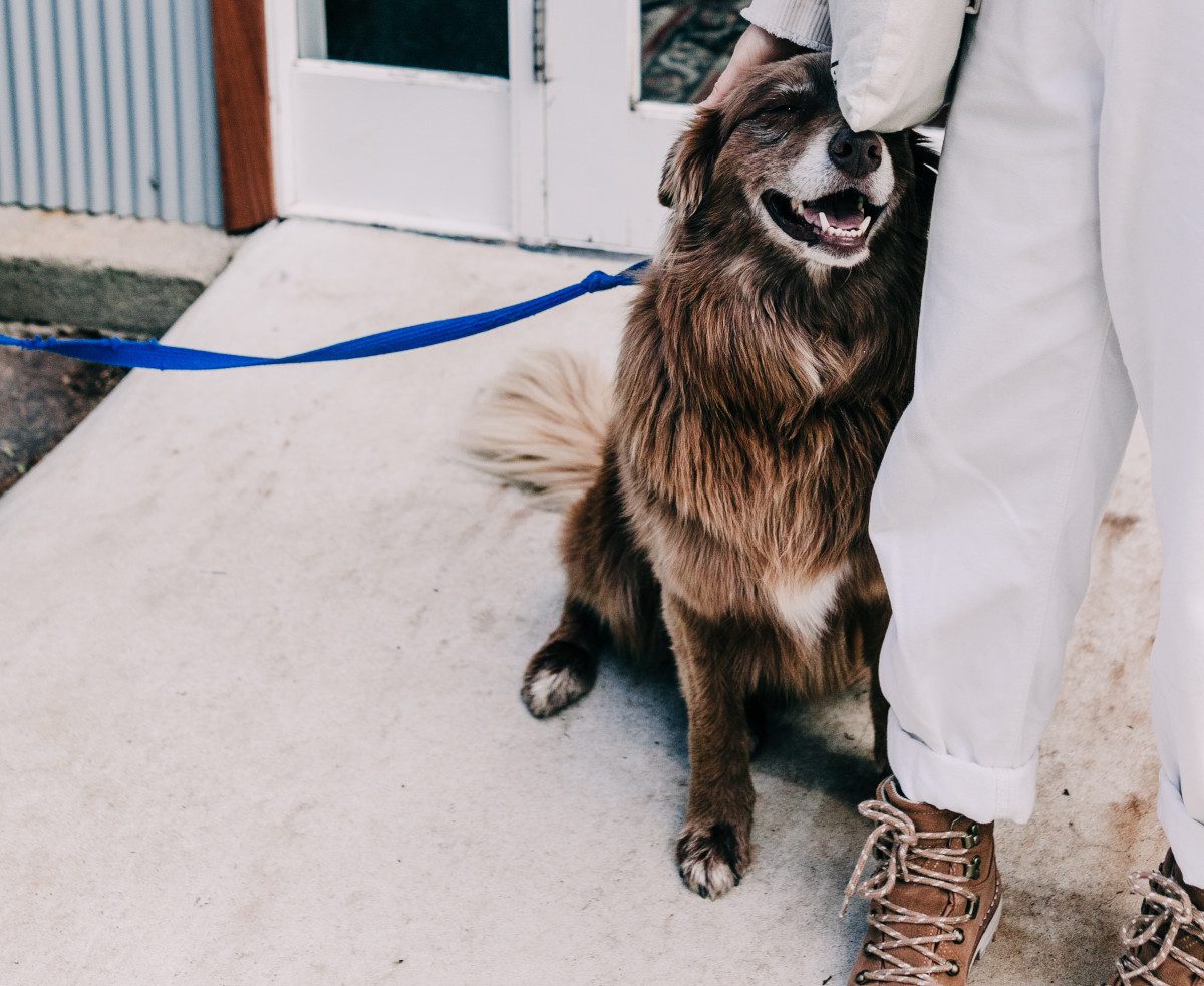 stary pies na smyczy