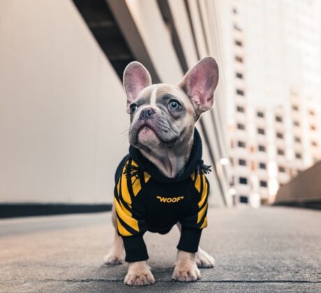 Bulldog bluza woof