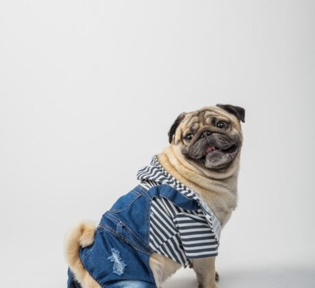 mops kombinezol lorenzo