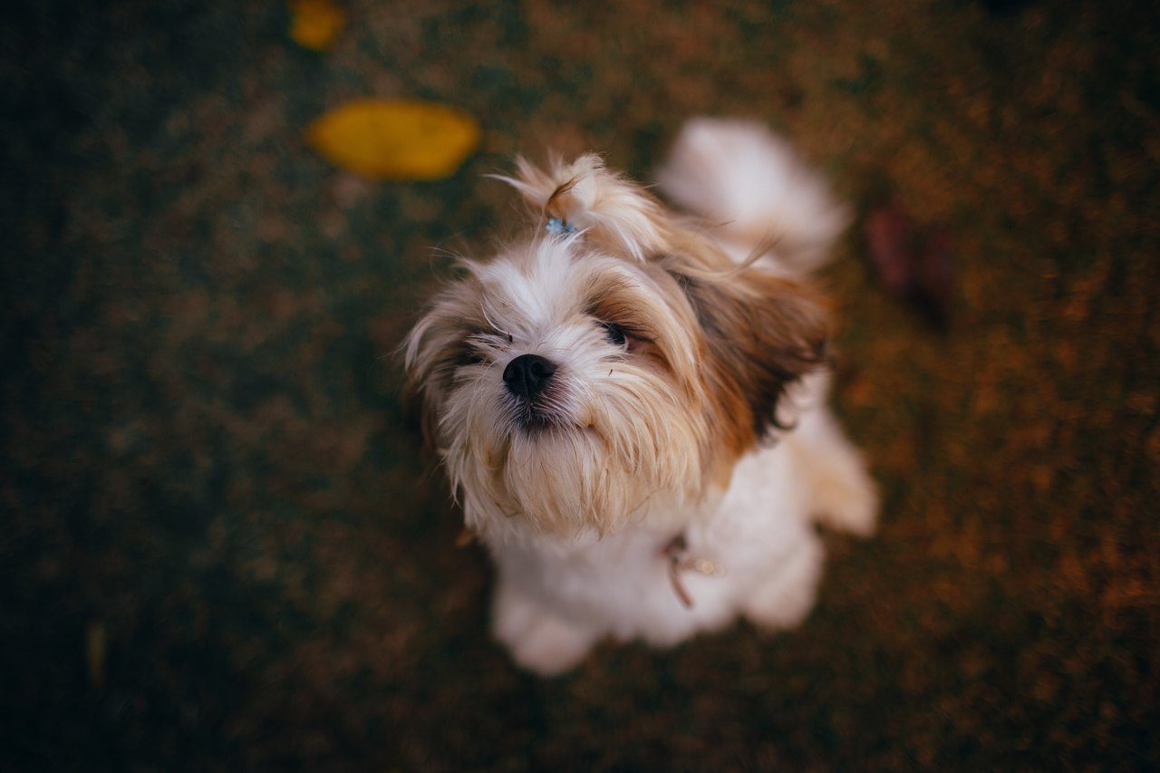 regulowane szelki dla shih tzu