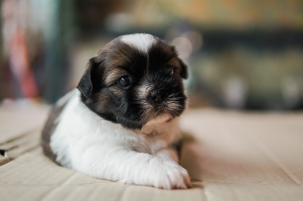 Ubranka dla Shih Tzu