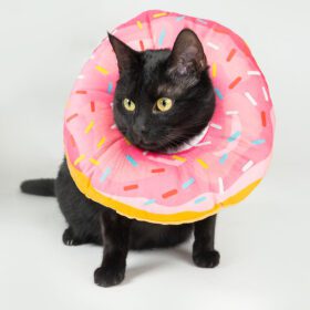 kolnierz pooperacyjny bun dla kota paczek rozowy1