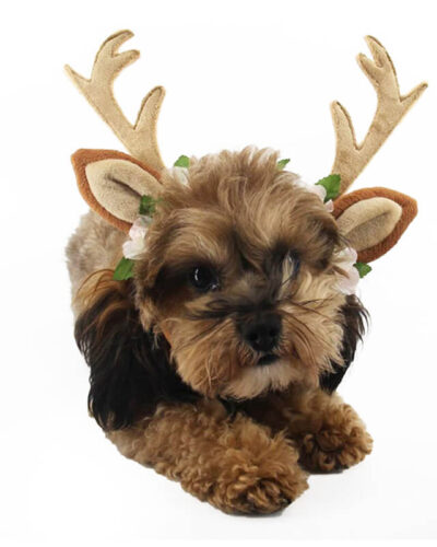 Opaska RENIFER dla psa lub kota