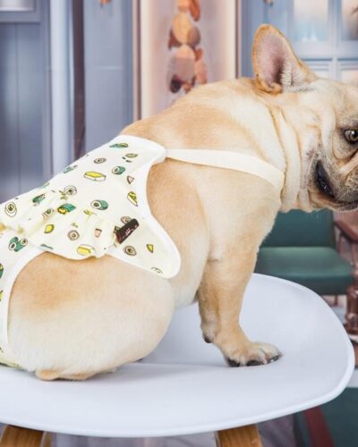 Majtki dla Buldoga Francuskiego SUSHI