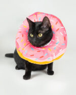 Kołnierz pooperacyjny dla kota Bun