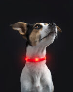 Silikonowa świecąca obroża dla psa LED LIGHTON USB