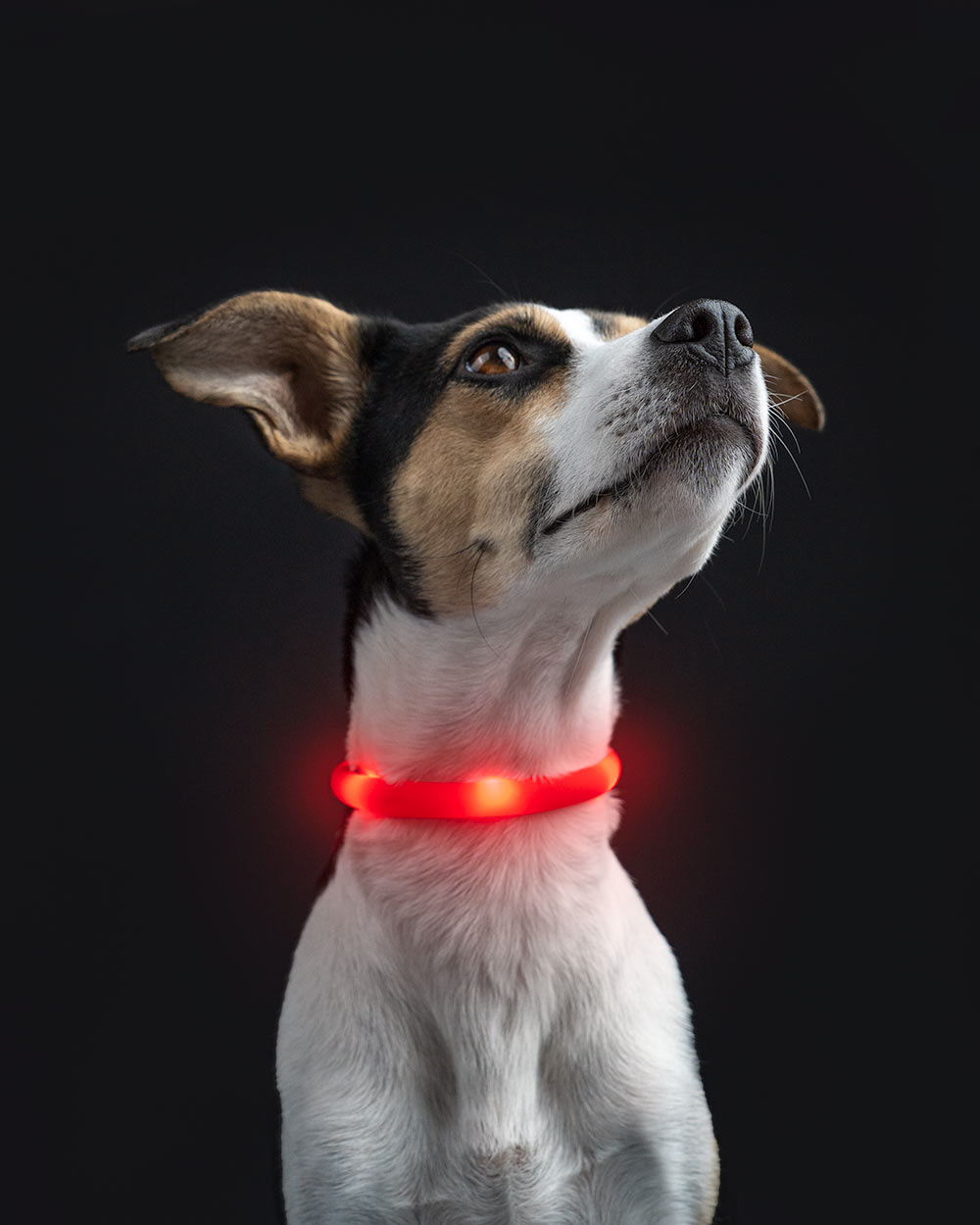 lighton_ obroza_led_ledowa_dla_psa_kolorowa0 Silikonowa świecąca obroża dla psa LED LIGHTON USB - obrazek 1